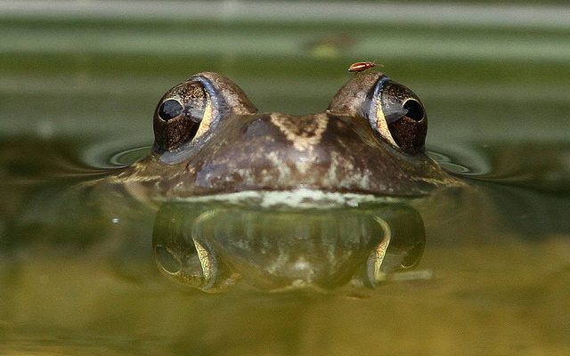 Big Banking Thinks You’re An Idiot (Or A Frog)