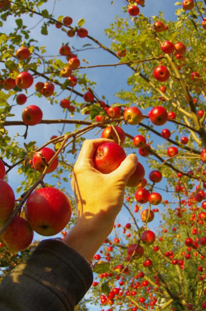 How Apple Picking Is Like Building a Financial Plan